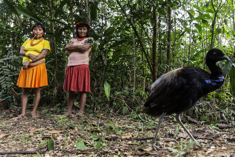 Mulheres Yanomami e ave na TI Yanomami, comunidade Ye'kwana, Waikás @Rogério Assis / ISA