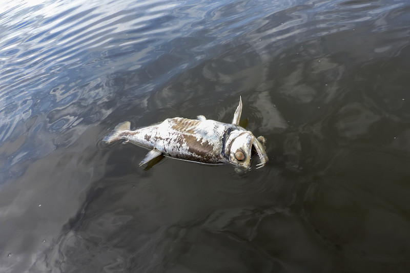 Peixe morto na região da Volta Grande do Rio Xingu, devido às obras da Usina Hidrelétrica de Belo Monte|Cristiane Carneiro