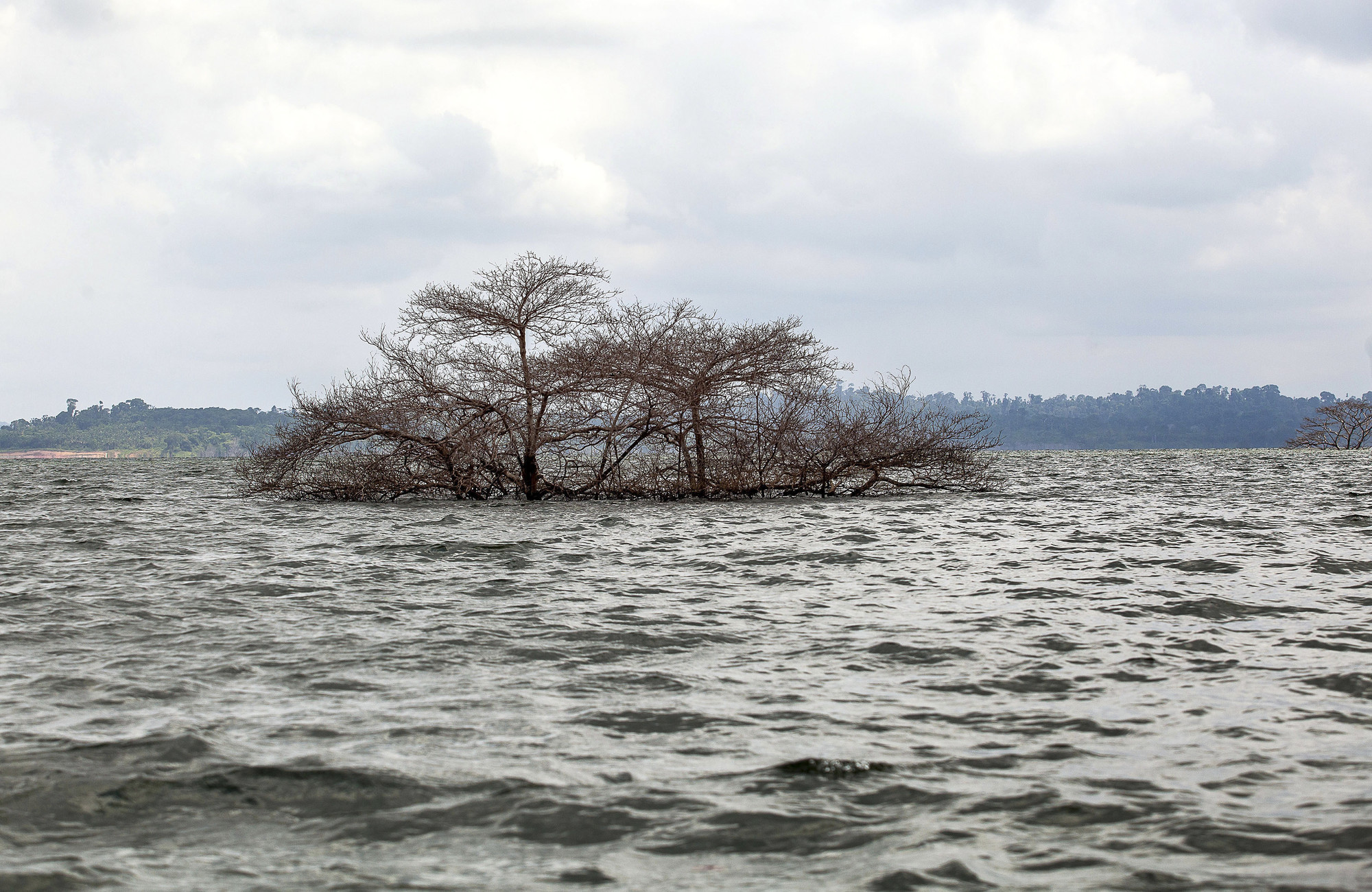 Árvore submersa na cheia do Rio Xingu, severamente impactado pela usina de Belo Monte|Lilo Clareto/ISA