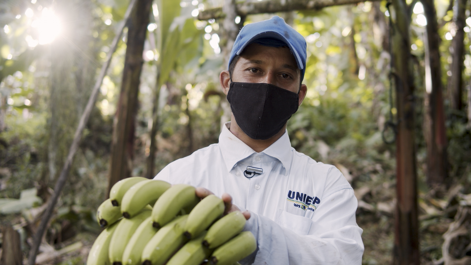 Adan Pereira, do Quilombo Sapatu, colhe bananas em sua roça destinadas à distribuição de alimentos orgânicos|Manoela Meyer/ISA