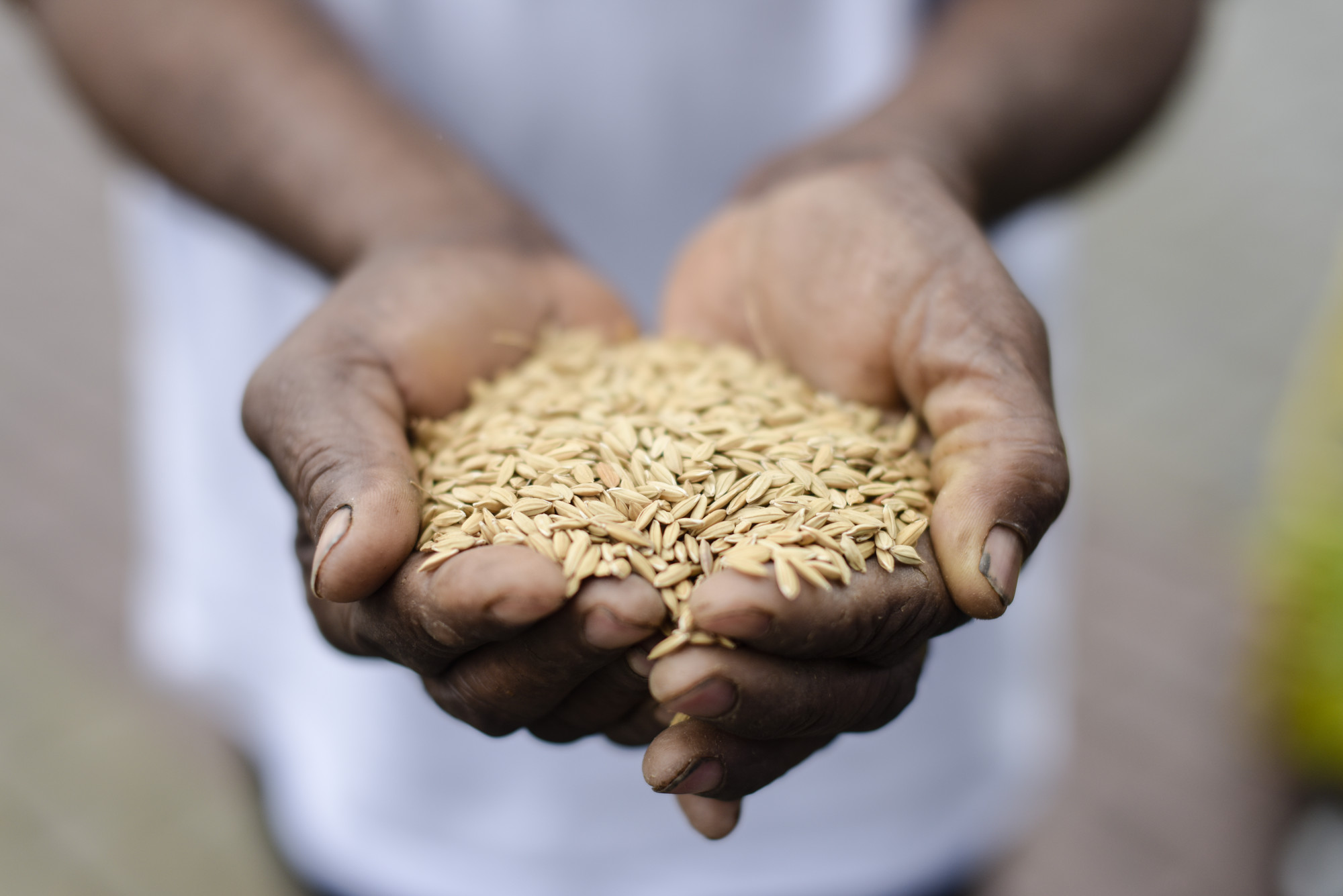 Antoninho Ursulino, do Quilombo Bombas, segurando sementes de arroz na 11ª Feira de Troca de Sementes e Mudas Tradicionais das Comunidades Quilombolas do Vale do Ribeira, Eldorado|Claudio Tavares/ISA