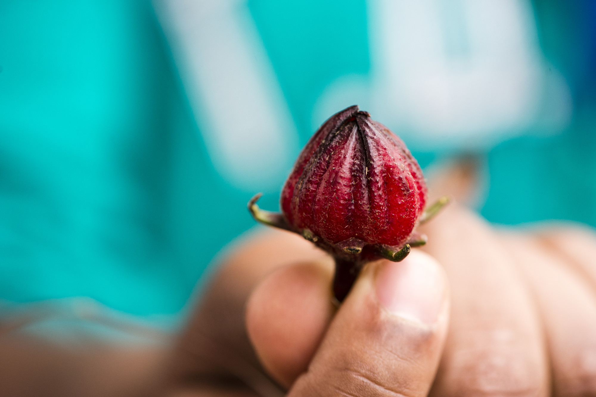 Hibisco, usado para fazer chá que previne problemas como anemia, dor de cabeça e cansaço. 10ª Feira de troca de sementes e mudas tradicionais das comunidades quilombolas do Vale do Ribeira|Claudio tavares/ISA