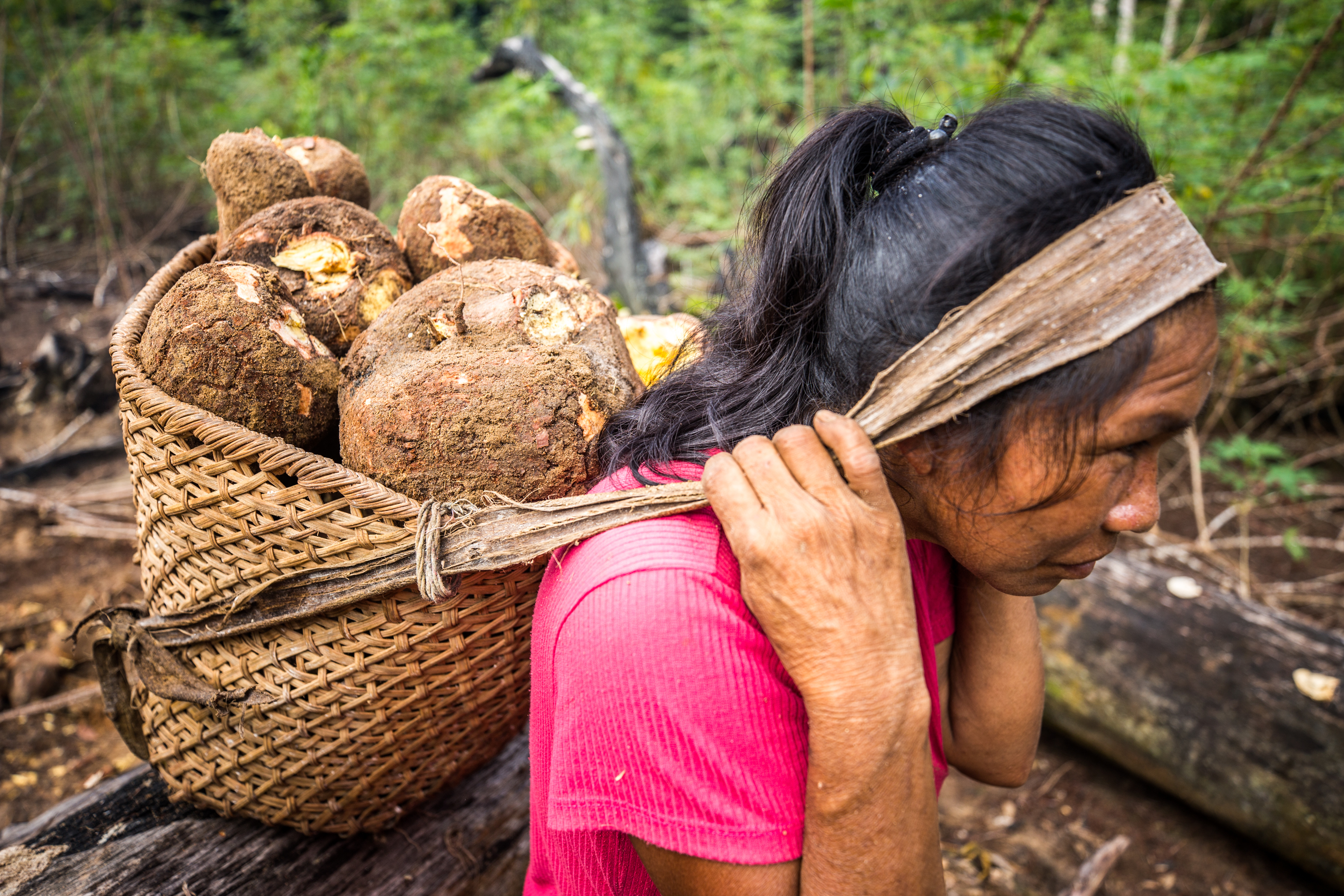 Cristina da Silva, 49 anos, do povo Baniwa, carrega seu pesado aturá, com aproximadamente 30 quilos de maniva|Fellipe Abreu/NatGeo