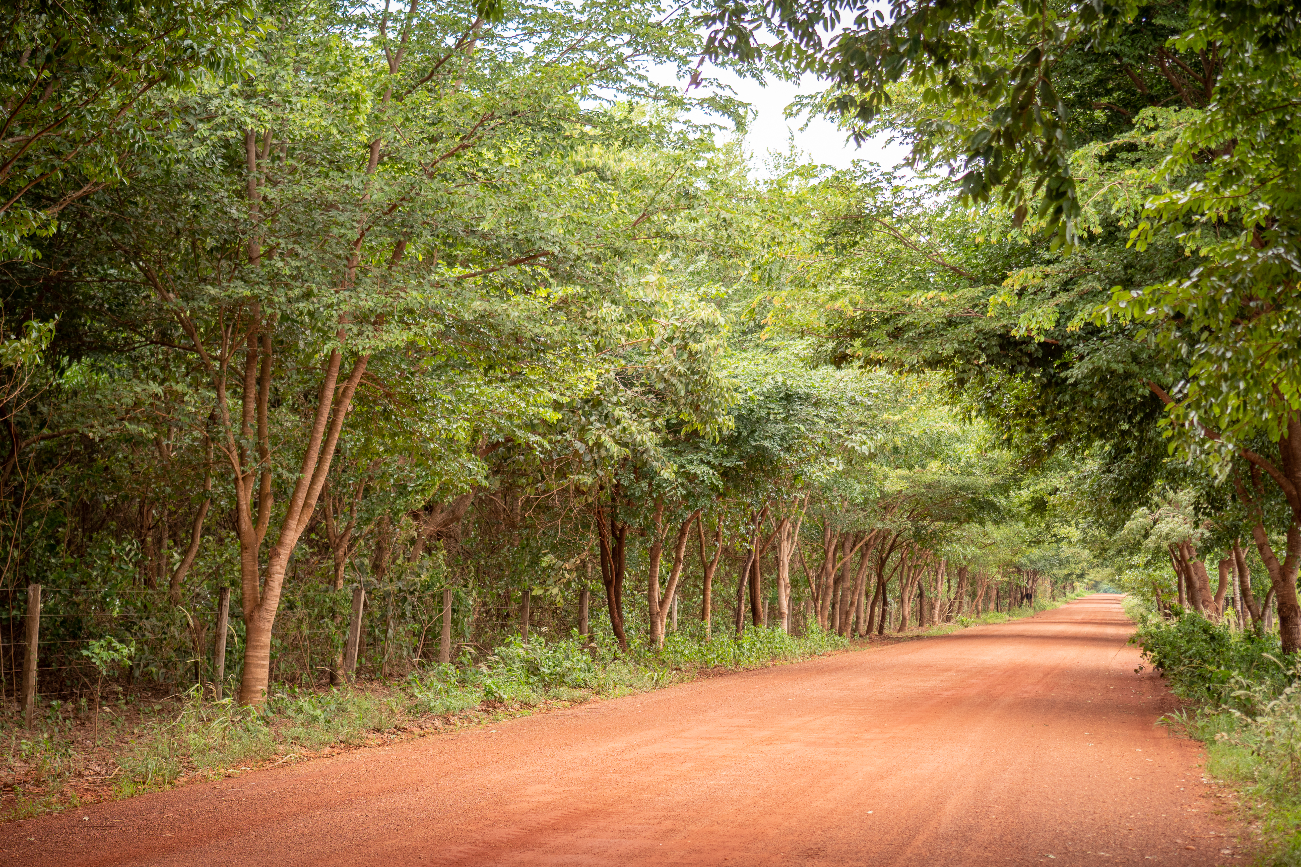 Floresta de reflorestamento margeia vicinal em Fazenda Santa Cândida 📷Manoela Meyer/ISA