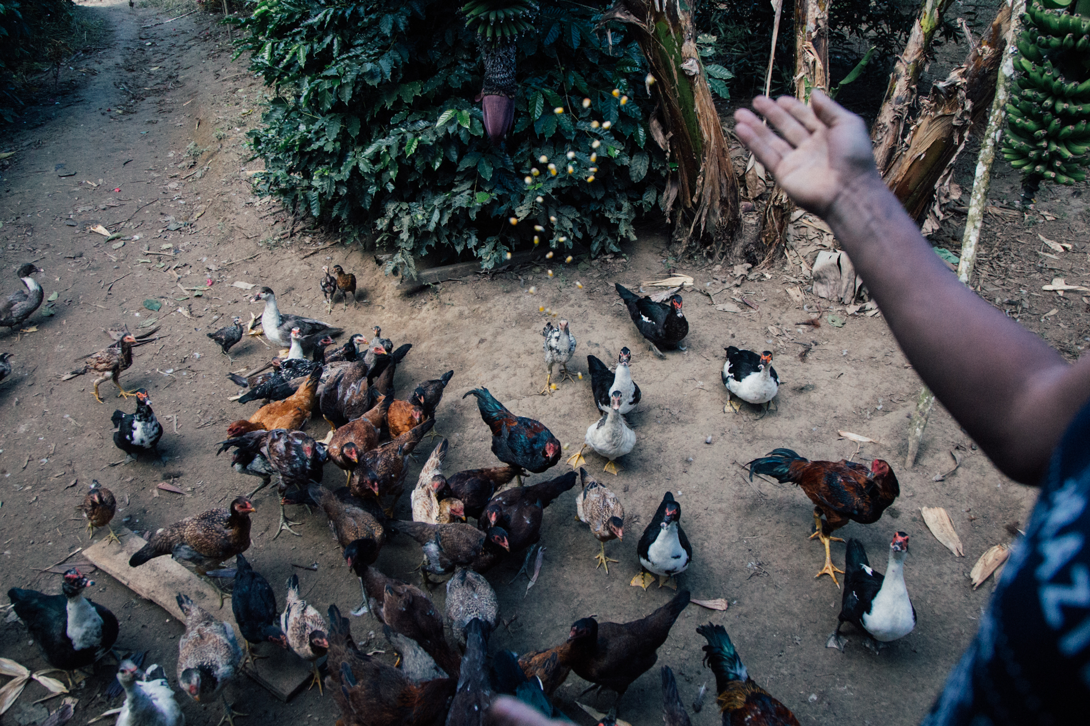 Criação de animais no Quilombo Bombas de Cima, no Vale do Ribeira (SP)|Júlio César Almeida/ISA