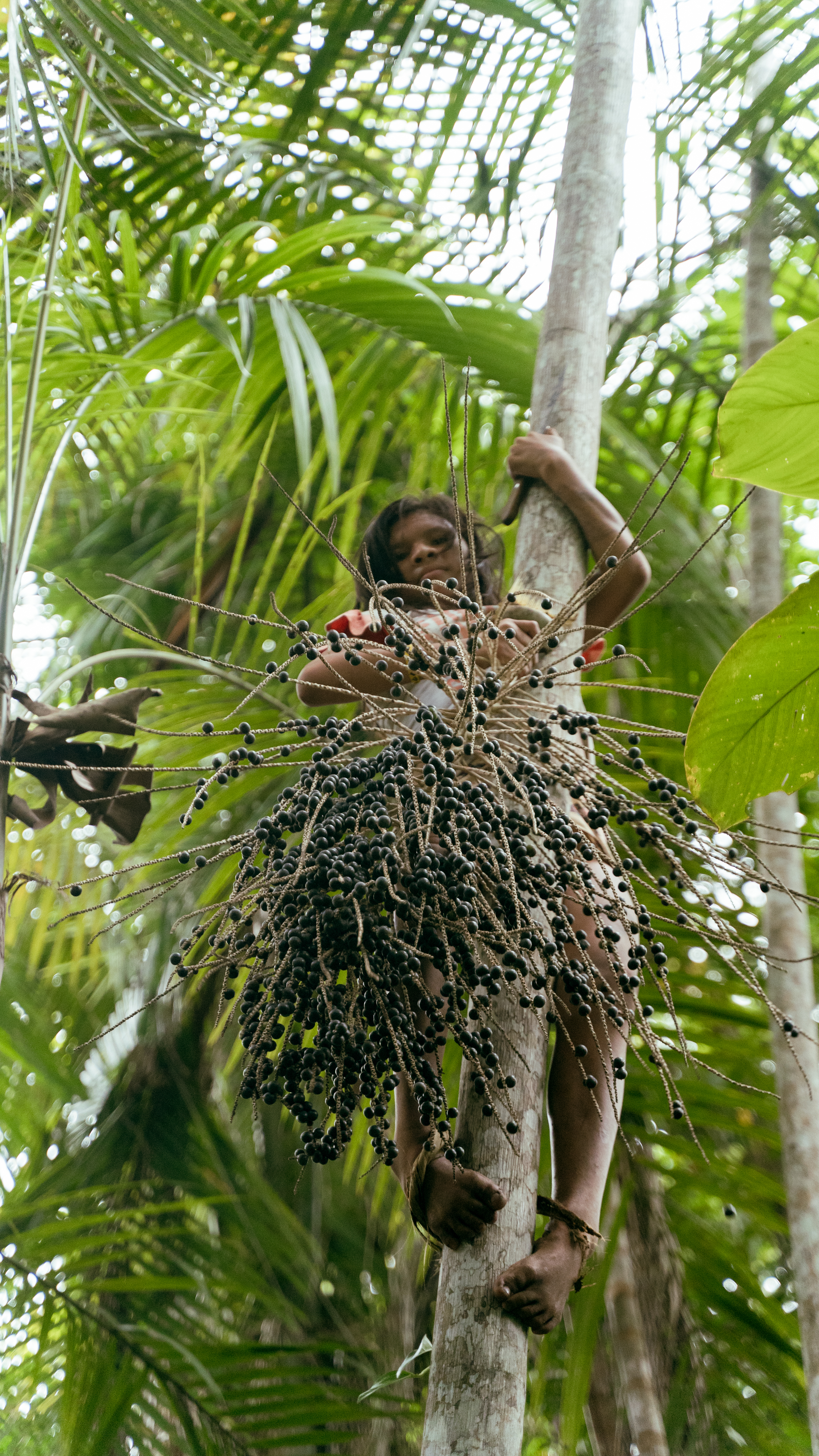 A coleta de alimentos na floresta faz parte da cultura Arara e agora fazem parte do cardápio das merendas|Priscila Tapajowara/ISA
