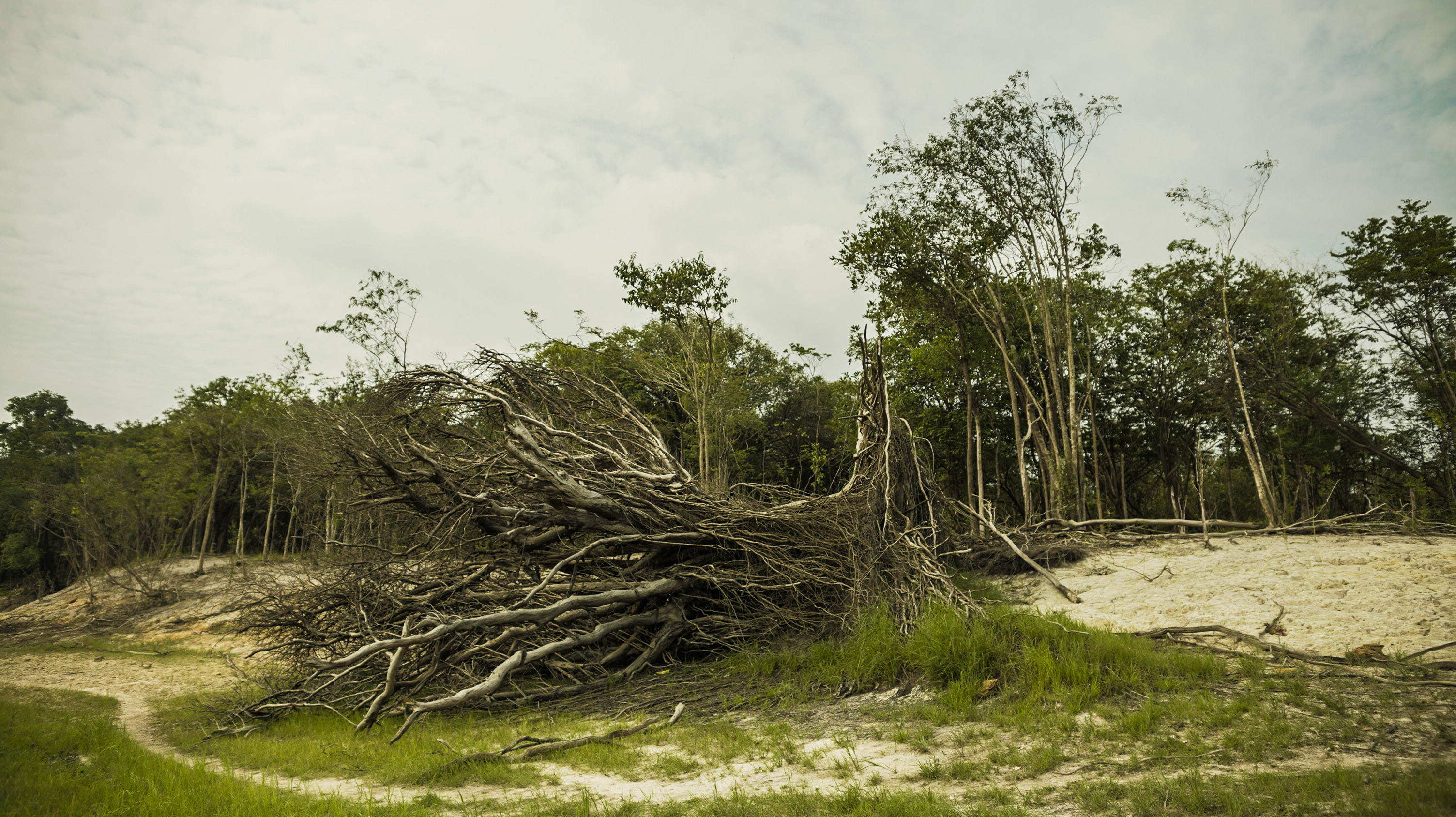 Árvores caídas ao longo da paisagem árida que se tornou o rio Tarumã Açu|Flávia Abtipol/ISA