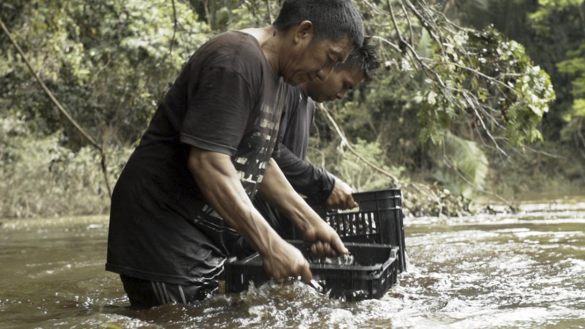 Lavagem da castanha-do-pará coletada pelos Waiwai na mata próxima ao acampamento Japim, um dos vários acampamentos instalados às margens do rio Anauá