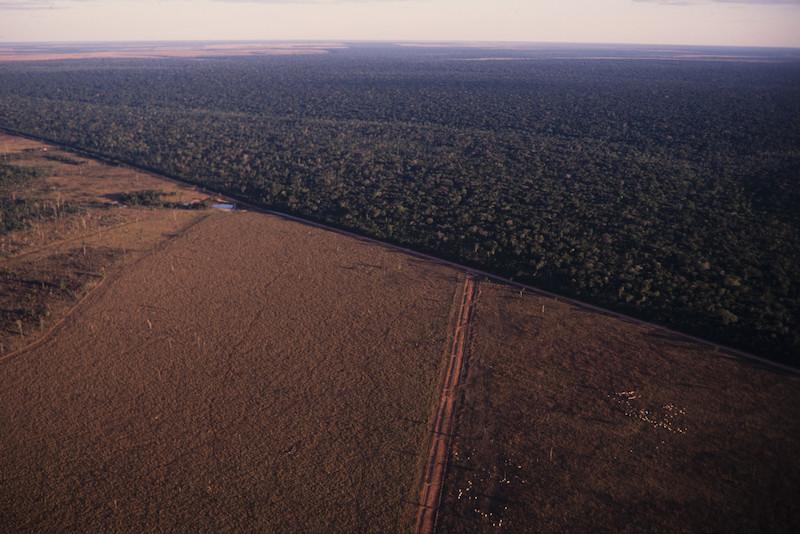 Devastação ambiental na Amazônia não é acompanhada de reflorestamento e tal pressão soma-se a outras, como o garimpo e a grilagem