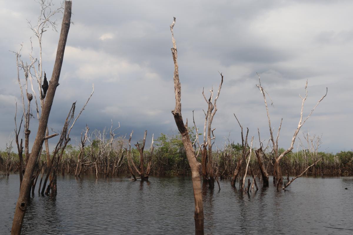 cheias no rio negro