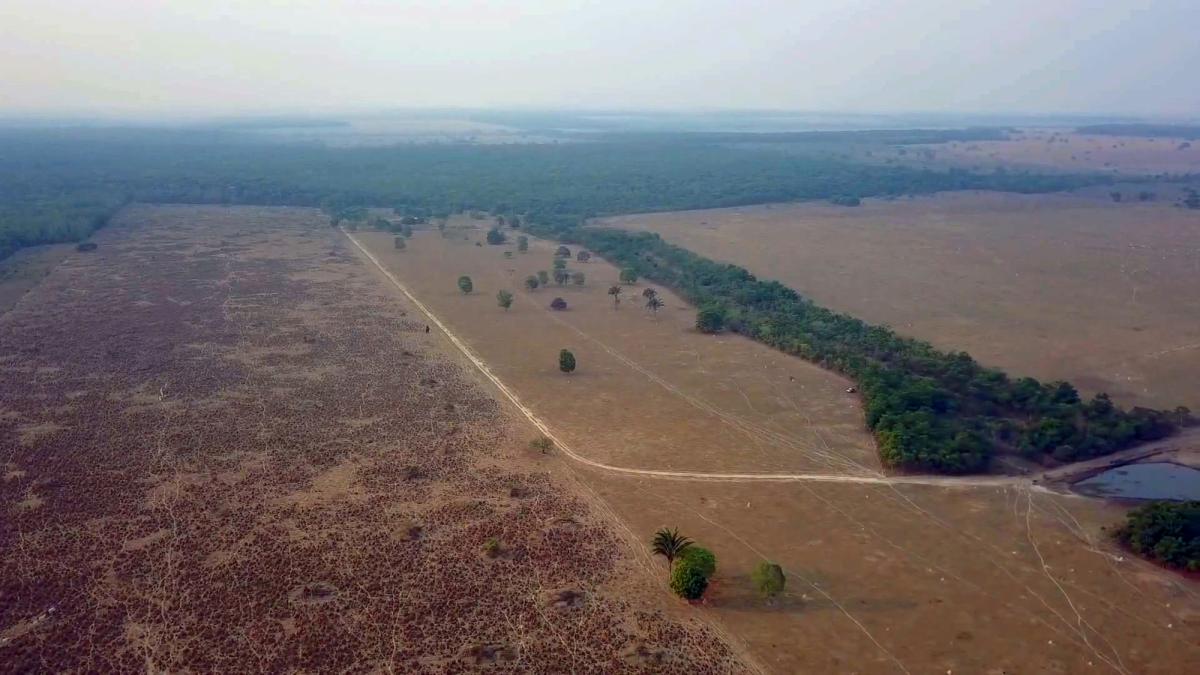 Zona reflorestada em Santa Cruz do Xingu
