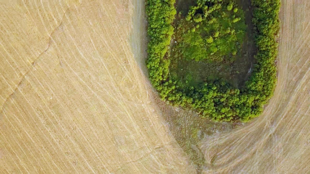 Zona reflorestada em Santa Cruz do Xingu, MT