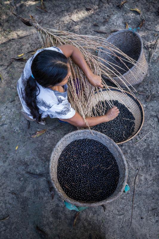 açaí rio negro