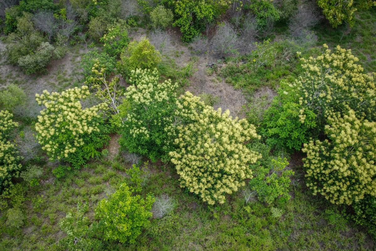 Floresta de quatro anos na Fazenda Santa Cândida