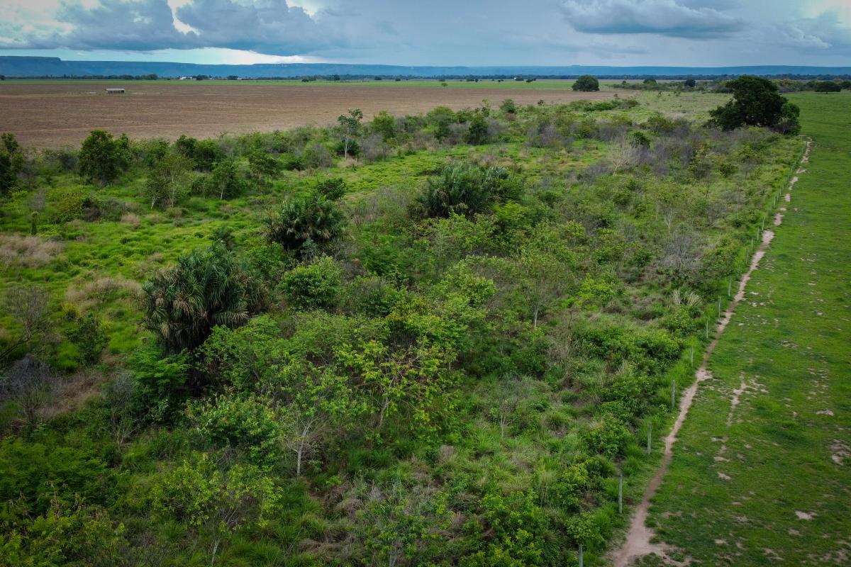 Floresta de doze anos na Fazenda Santa Cândida