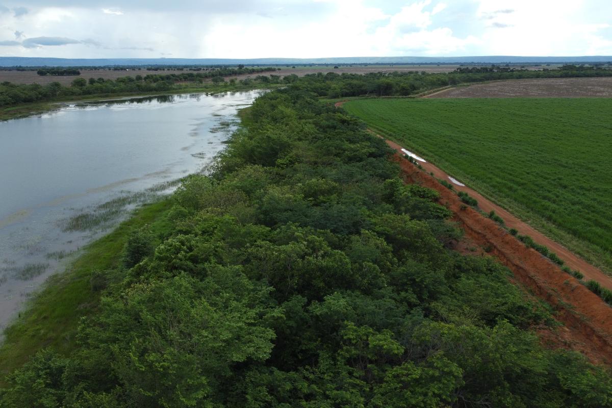 Restauração faz crescer floresta onde antes era pasto e soja