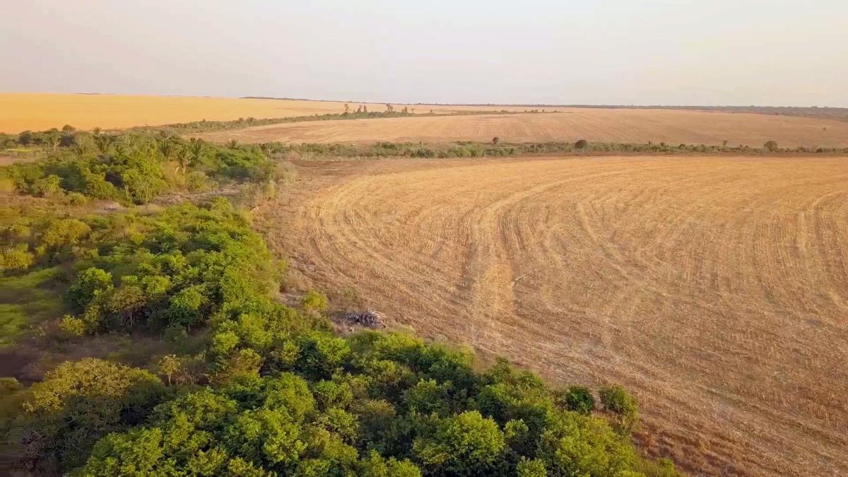 Área reflorestada em Santa Cruz do Xingu