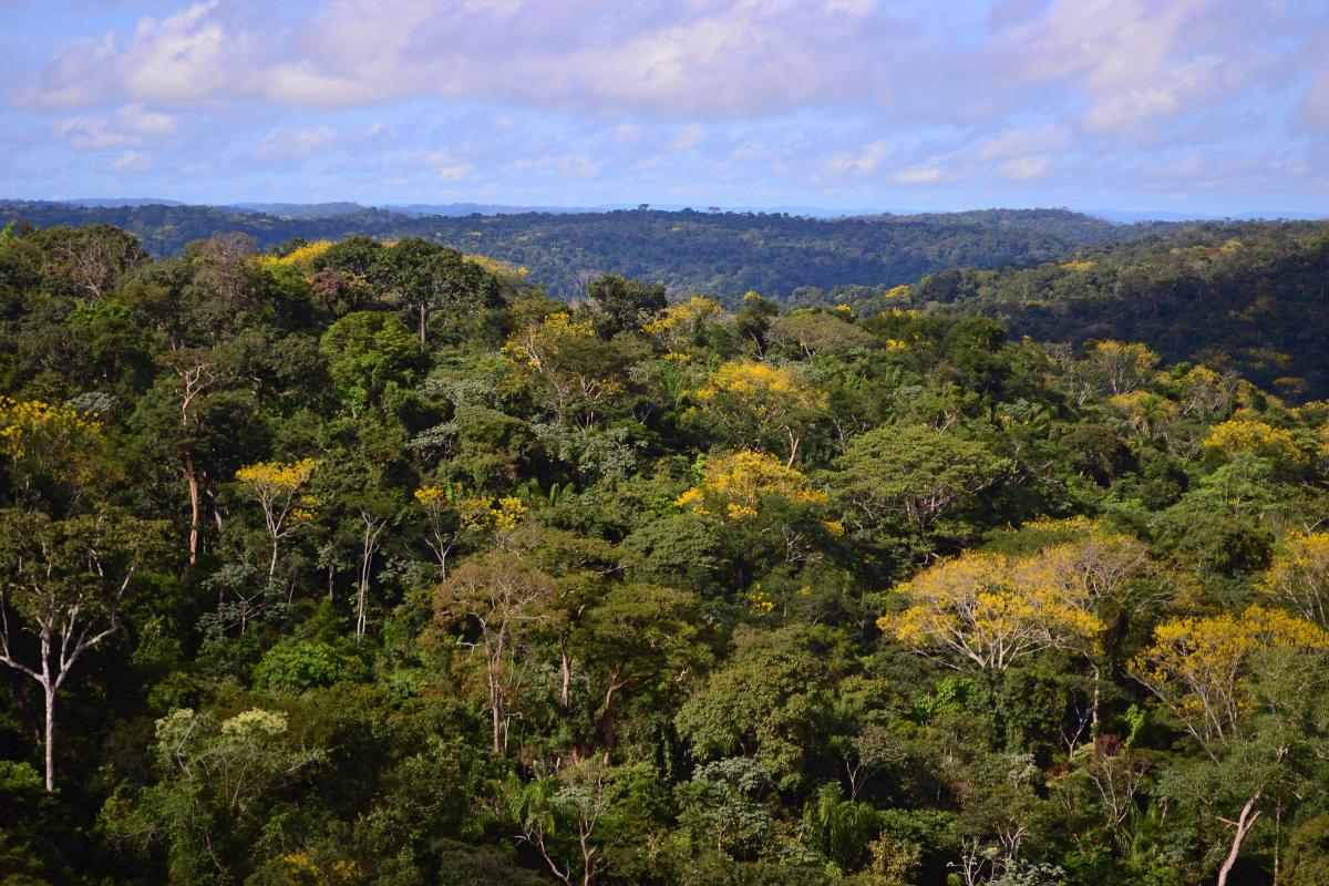 Floresta Nacional de Jamanxim, no Pará. Unidades de Conservação estão entre os alvos das empresas de certificação de créditos de carbono | Vinícius Mendonça / Ascom Ibama