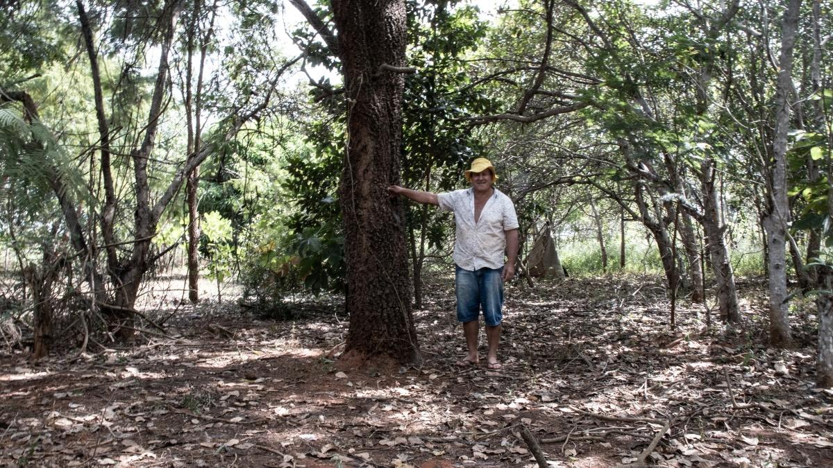 Seu Pedro ao lado da primeira árvore plantada no seu lote, no PDS Borlodândia (MT)