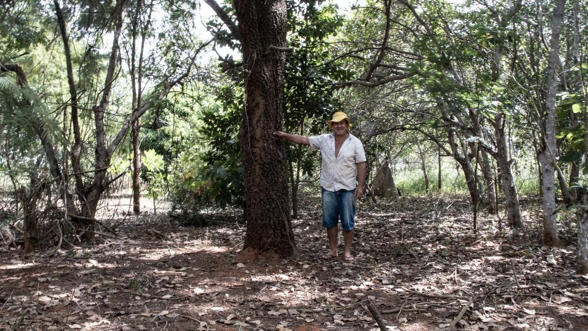 Seu Pedro ao lado da primeira árvore plantada no seu lote, no PDS Borlodândia (MT)