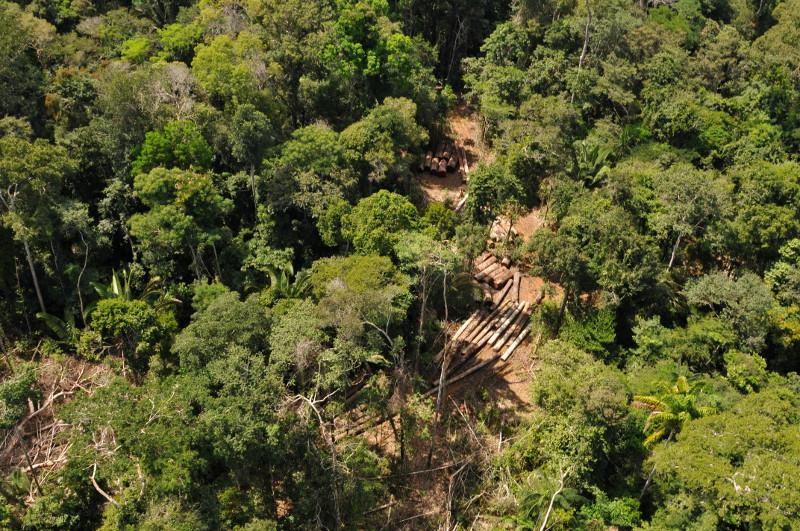 Pátio de madeira retirada da Floresta Nacional do Jamari (RO) | Ibama