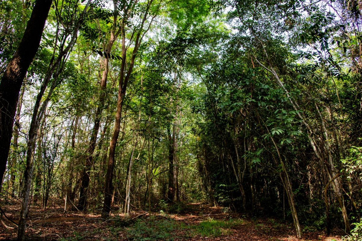 Duas áreas de restauração foram implantadas na Fazenda Schneider entre 2009 e 2010, onde foram semeados 830 kg de 47 espécies de sementes em uma área de 10,93 ha