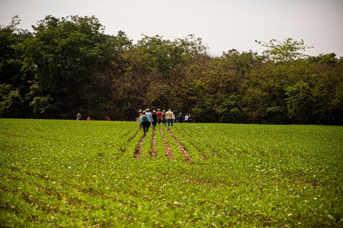 Da lavoura de soja, avista-se, ao fundo, a mata fruto do projeto de restauração  implantado entre os anos de 2009 e 2010 na Fazenda Schneider