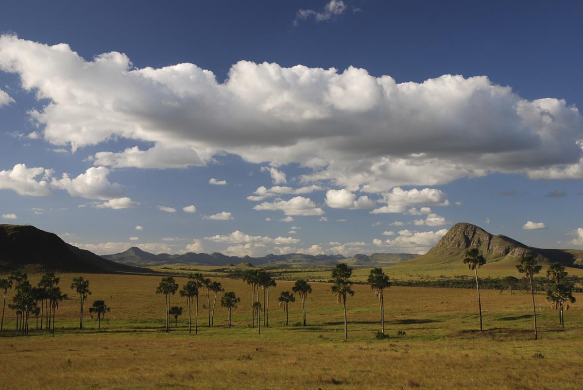 Campos têm função ecológica importante, para preservas fontes de água, por exemplo. Parque Nacional da Chapada dos Veadeiros (GO) | Raul Silva Telles do Valle / ISA