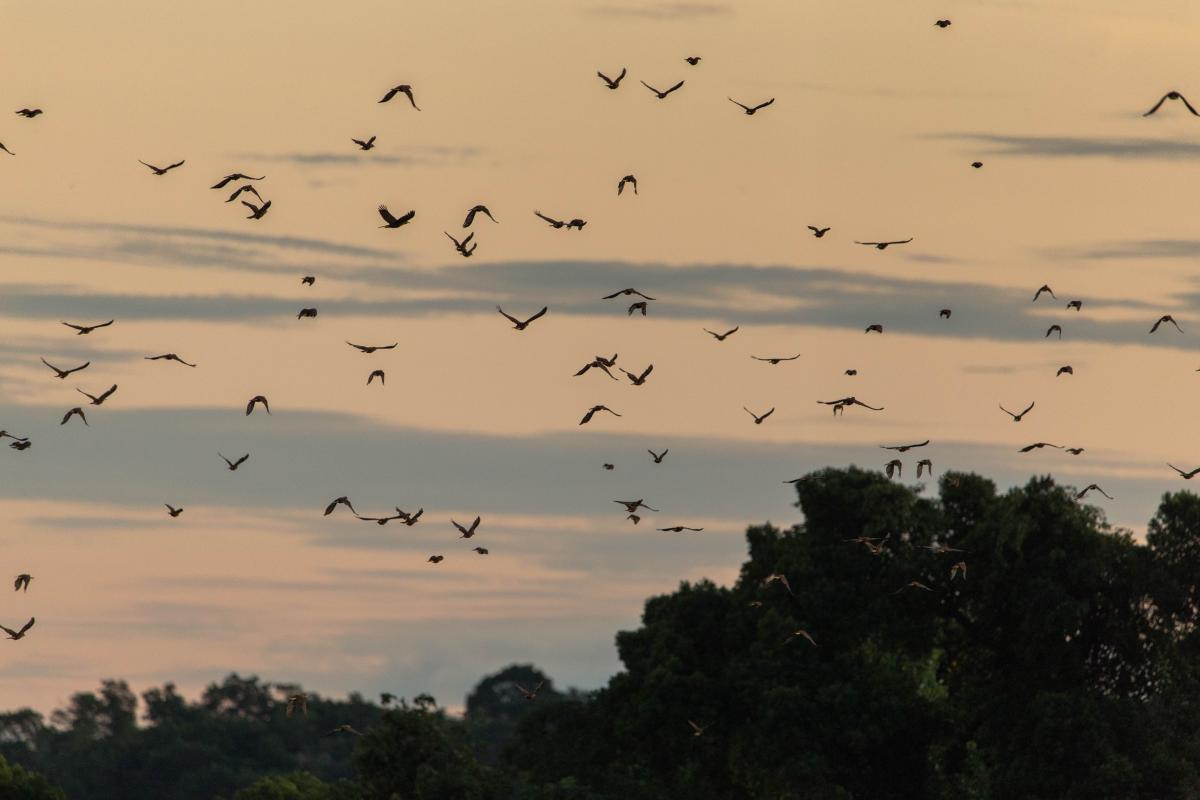 Revoada dos pássaros japu marca horário de projeto cultural no Rio Negro