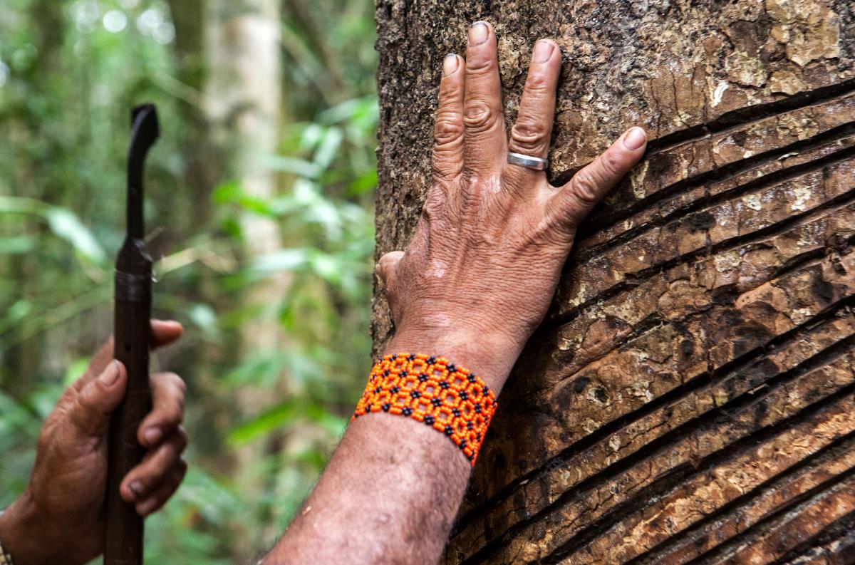 Detalhe de seringueira durante visita guiada por extrativistas pelo caminho da seringa, na aldeia Tukayá, Terra Indígena Xipaya (PA)
