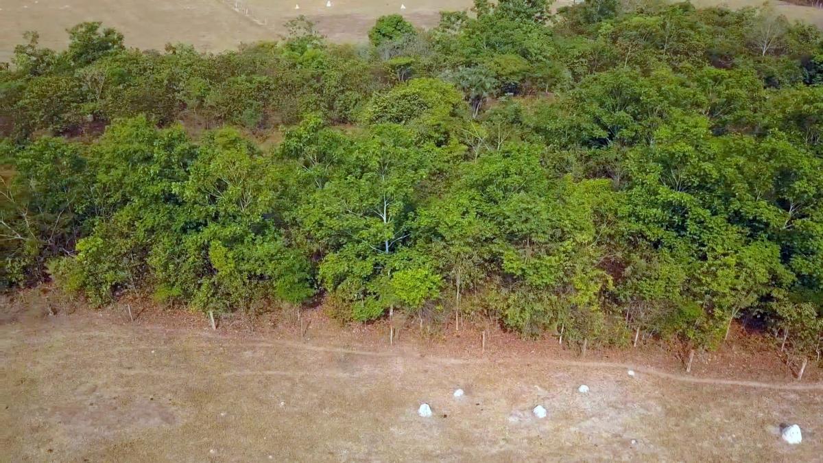 Zona reflorestada em Santa Cruz do Xingu, Mato Grosso