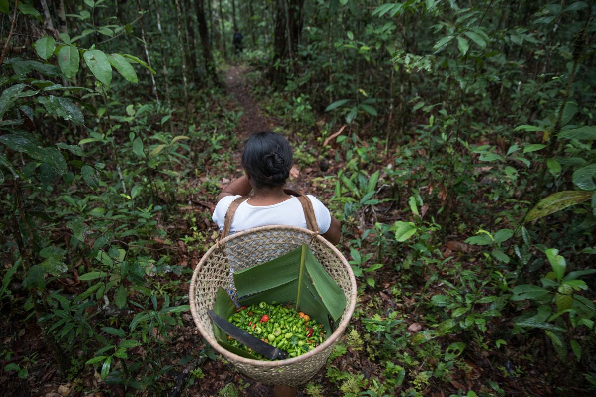 Dona Nazária Mandú Lopes carrega pimentas frescas no caminho de volta de sua roça de pimenta, próxima à comunidade Canadá, no rio Ayari, Terra Indígena Alto Rio Negro (AM)