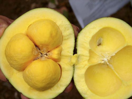 fruto de pequi