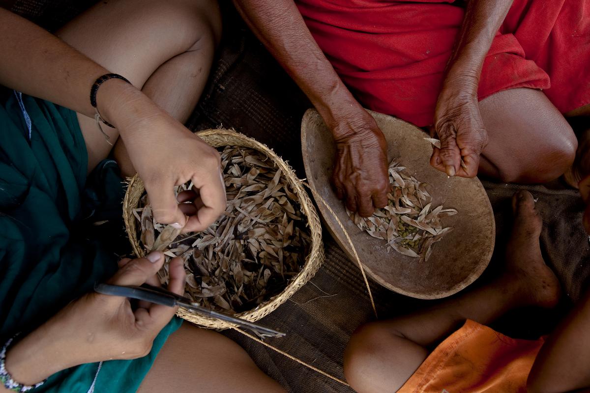 Mulheres restauram florestas e vidas: conheça histórias de luta de coletoras de sementes