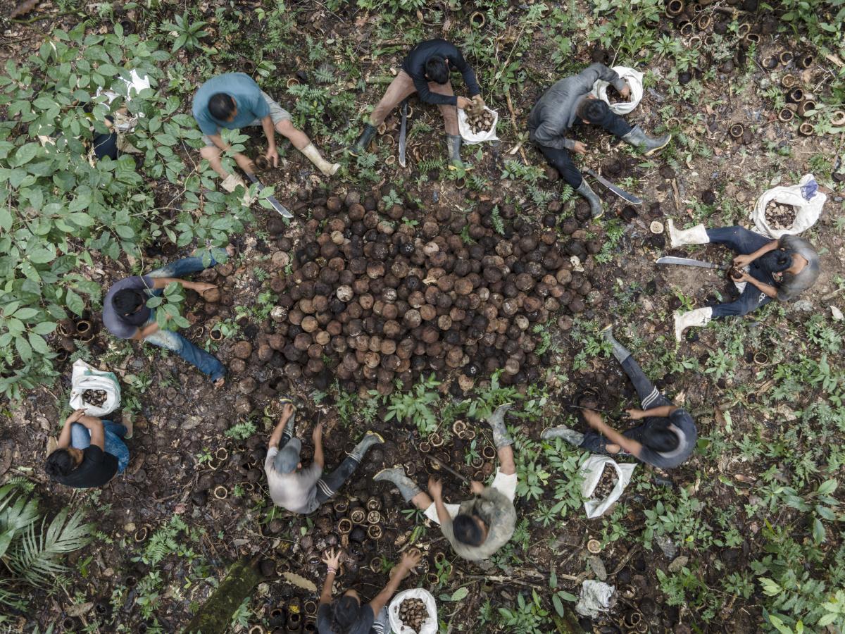 Imagem mostra pessoas trabalhando na produção de Castanha do Pará