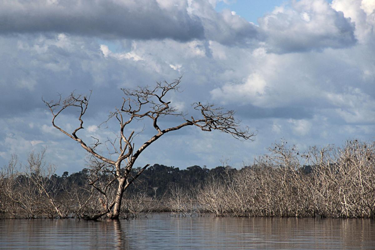 Região hoje ocupada por reservatório de Belo Monte teve vegetação morta após alagamento e cheia permanent