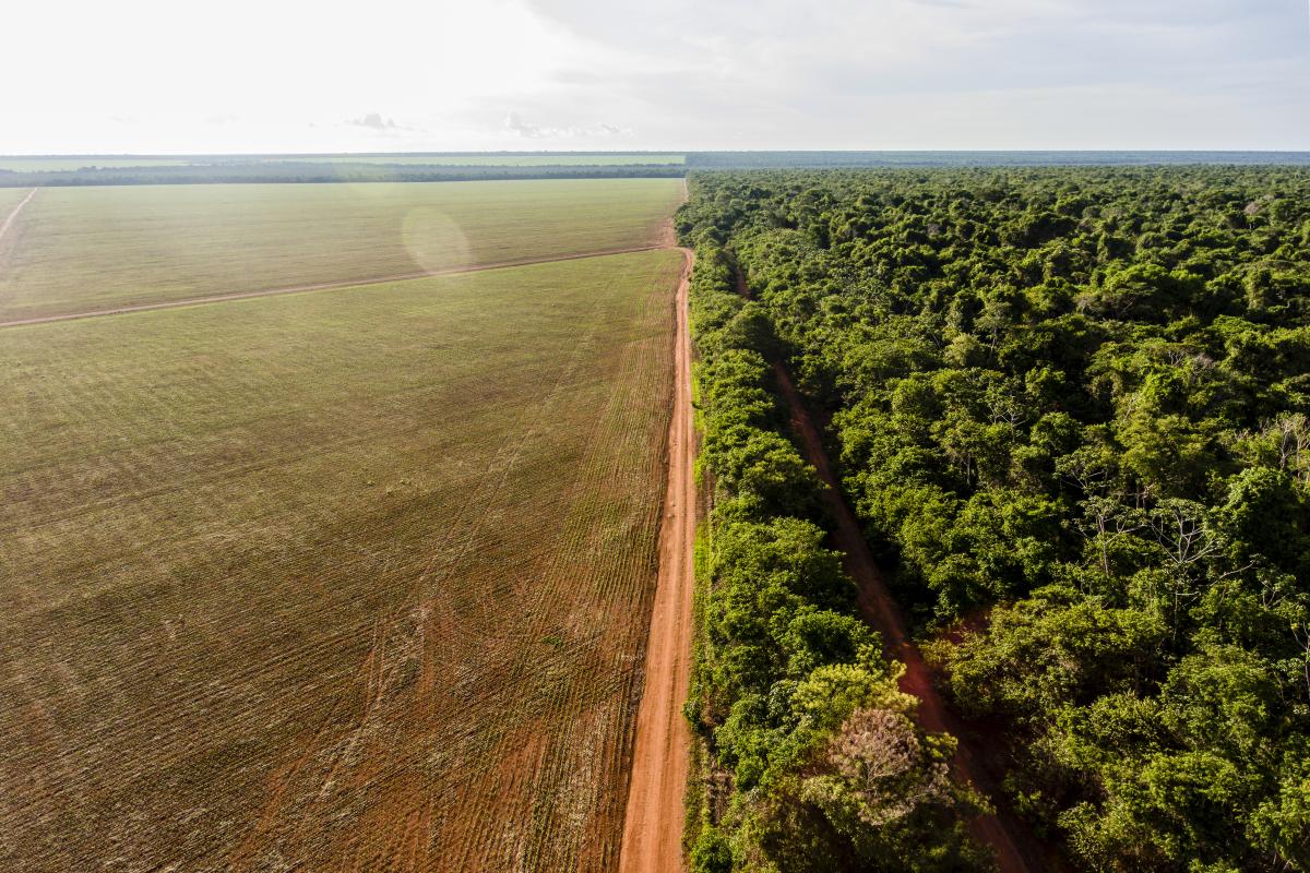 Imagem aérea mostra desmatamento nas proximidades da Aldeia Ngôjwêrê, do povo Kisêdjê