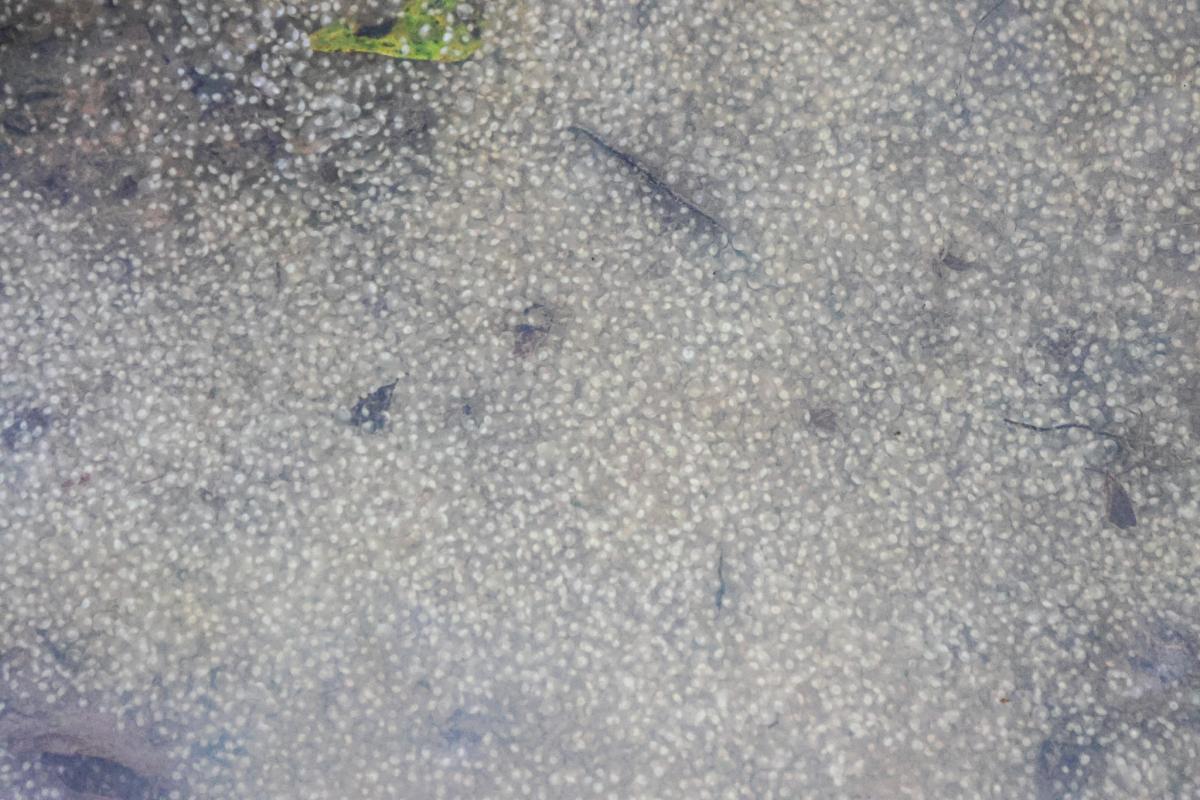 Registro de ovas de curimatã no seco, na piracema do Odilio, Volta Grande do Xingu