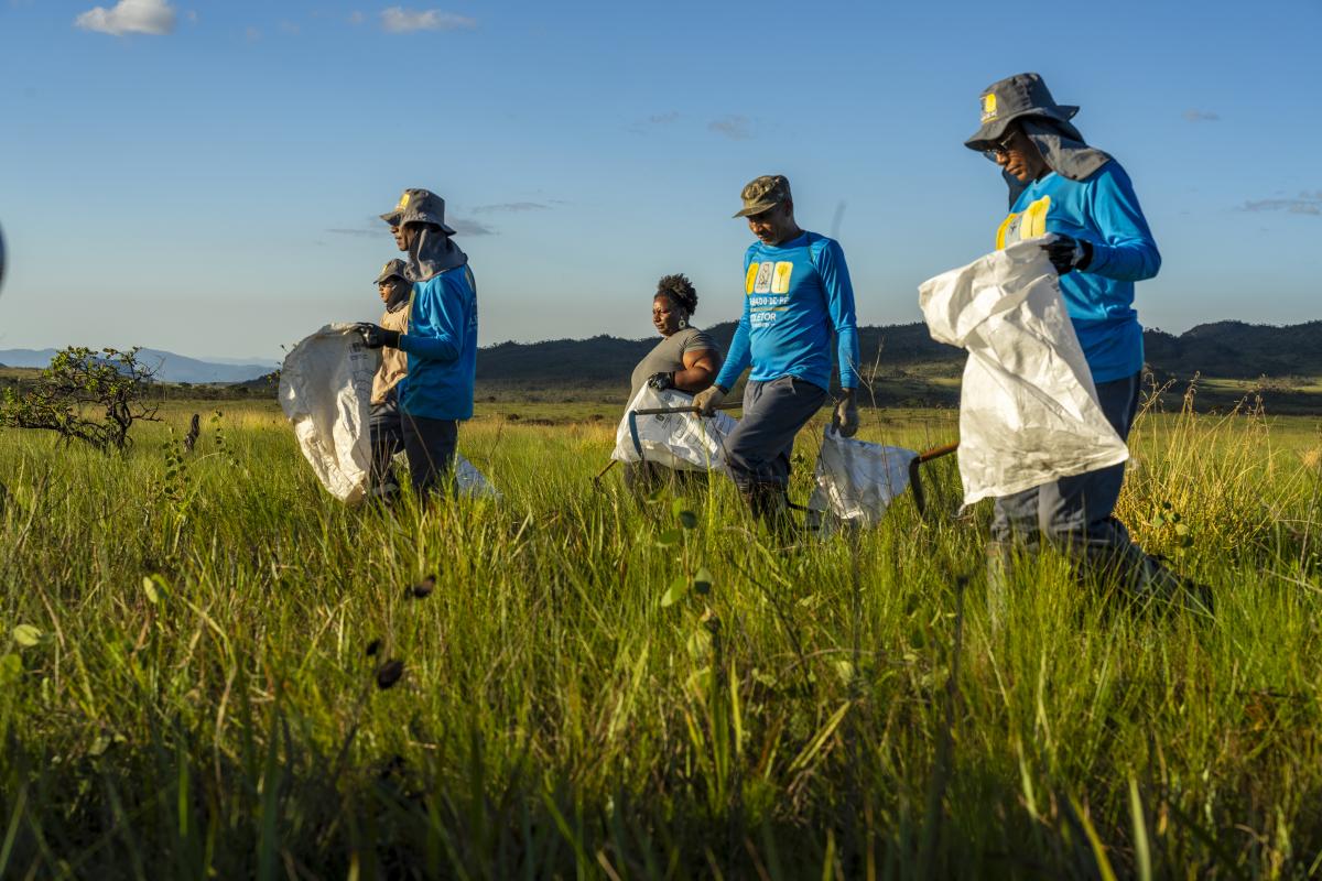 Coletores e restauradores semeando no Cerrado