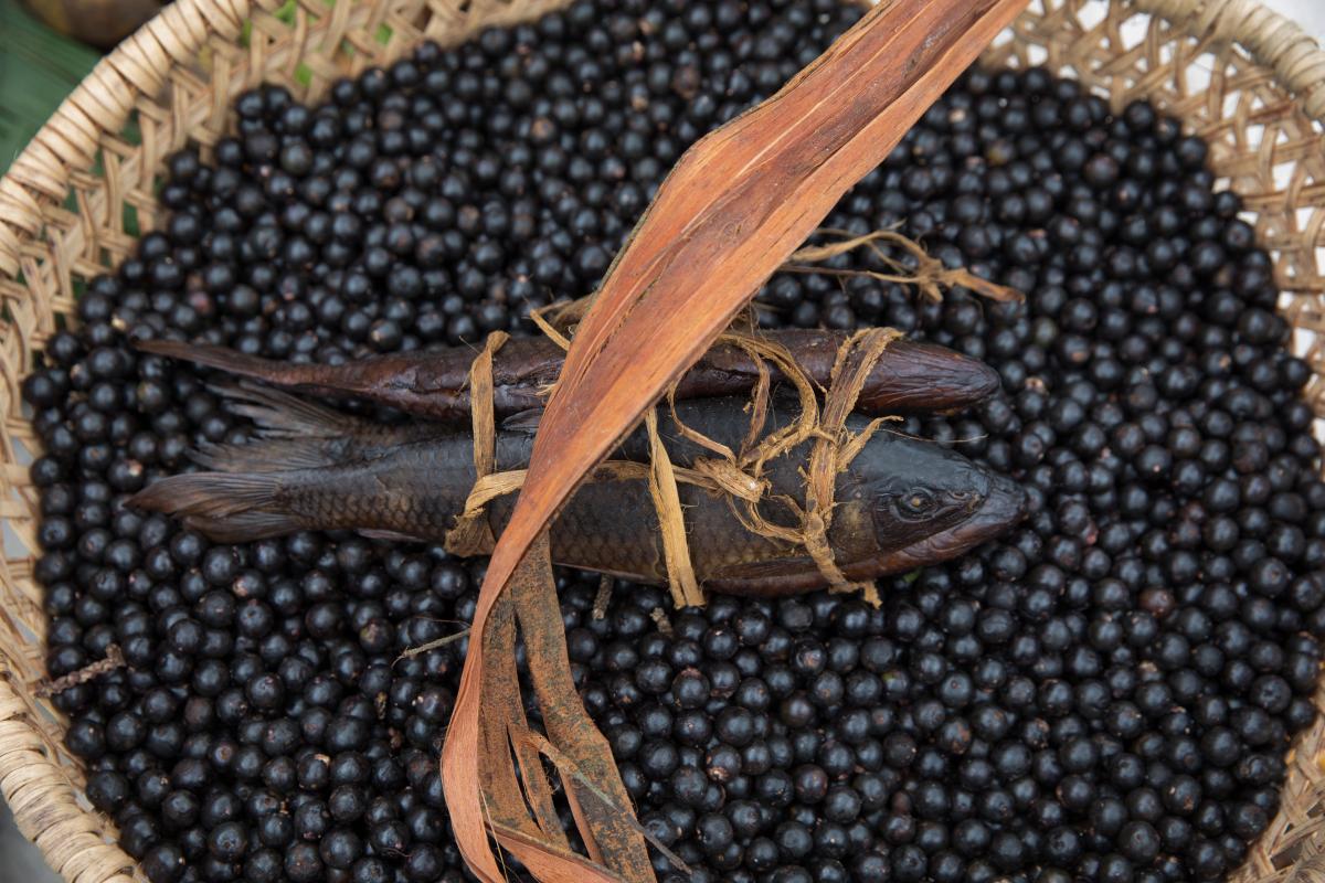 Açaí e peixe preparados na comunidade Canadá, do povo Baniwa, na Terra Indígena Alto Rio Negro (AM): práticas tradicionais devem ser reconhecidas pelas normas sanitárias
