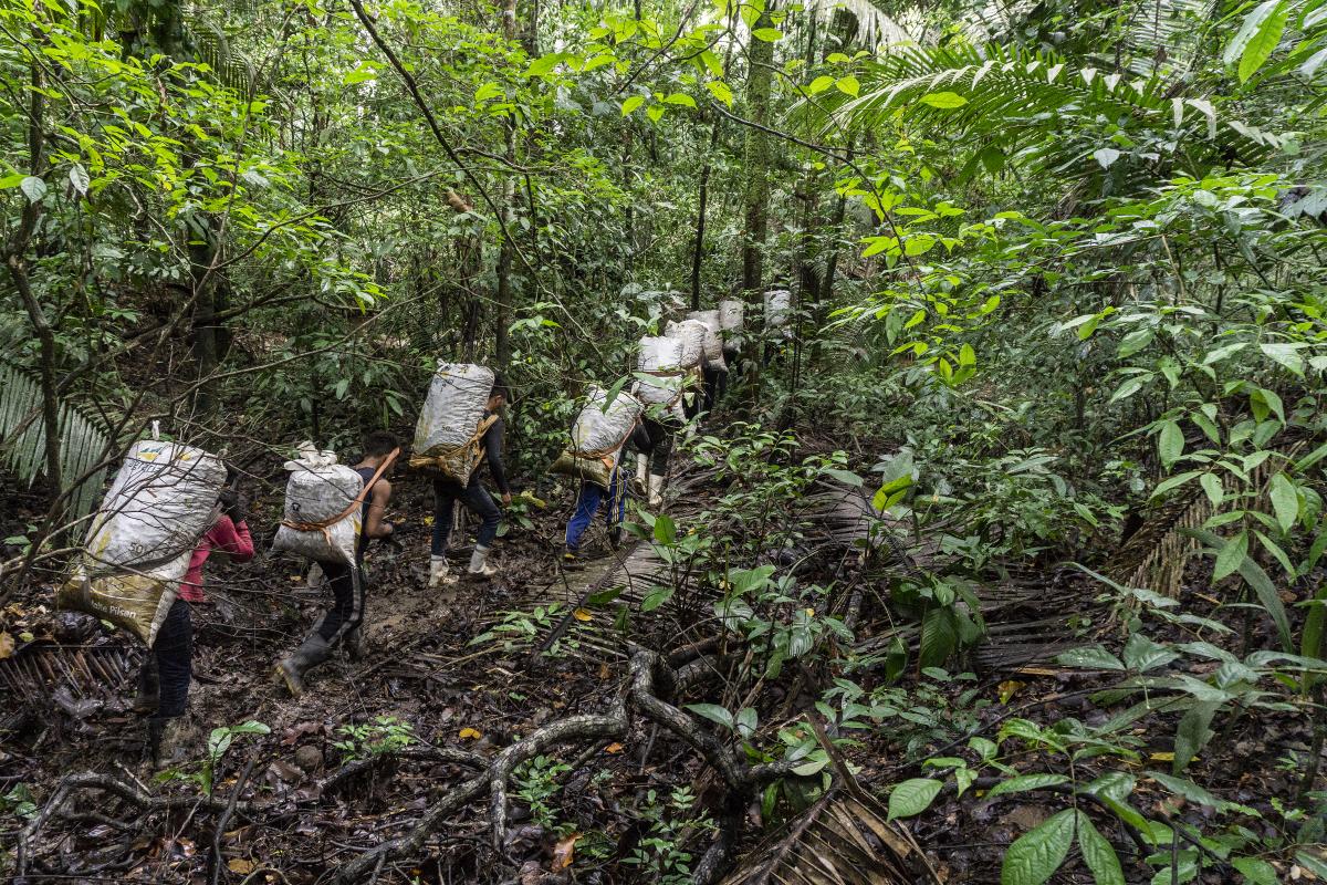 Transporte de castanhas pelo povo Wai Wai nas trilhas da floresta