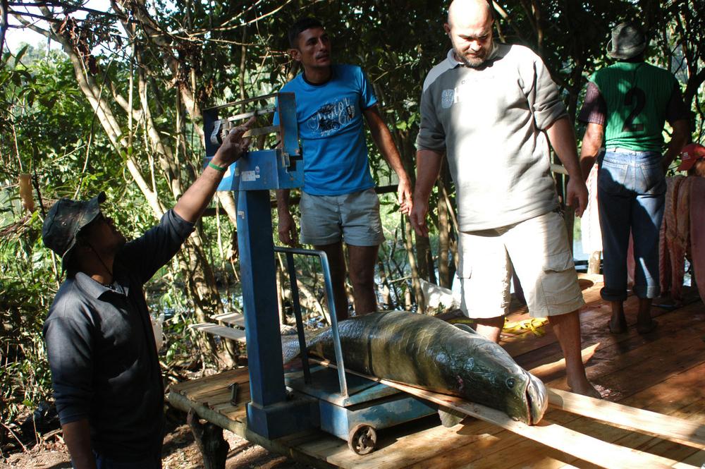Pirarucu sendo pesado por pescadores no Acre. Melhor estrutura dos portos deve melhorar renda das famílias 