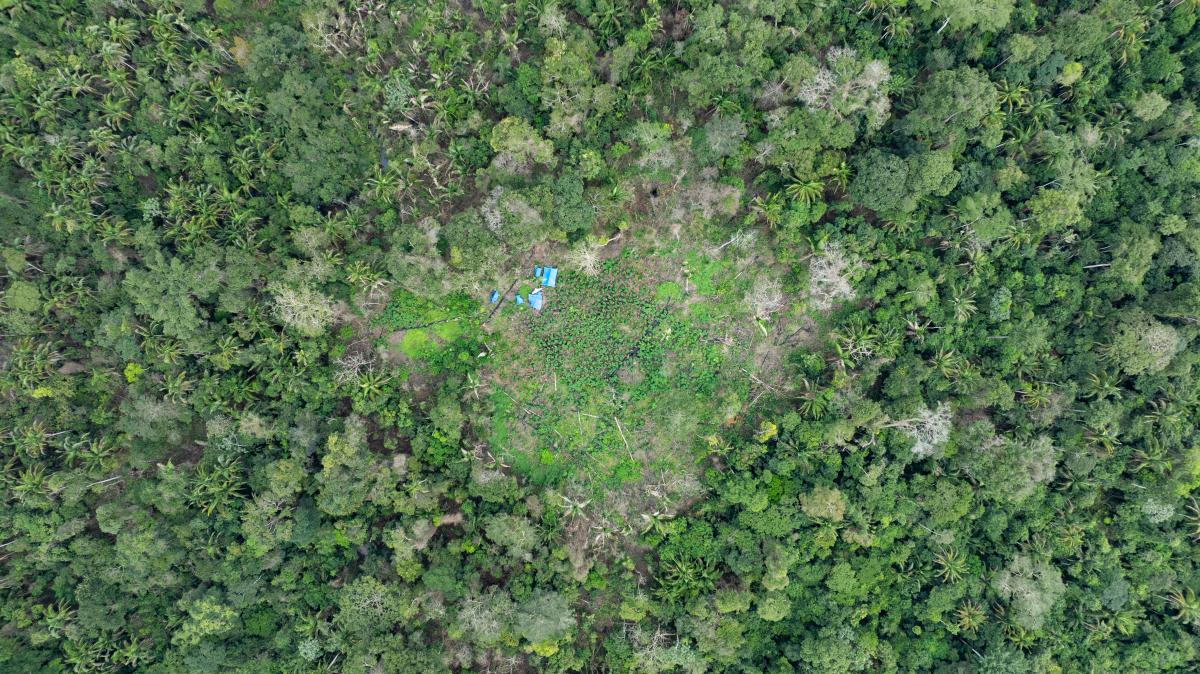Indígena do povo Asurini colhe alimentos em sua roça, na aldeia Ita´Aka, Terra do Meio (PA)