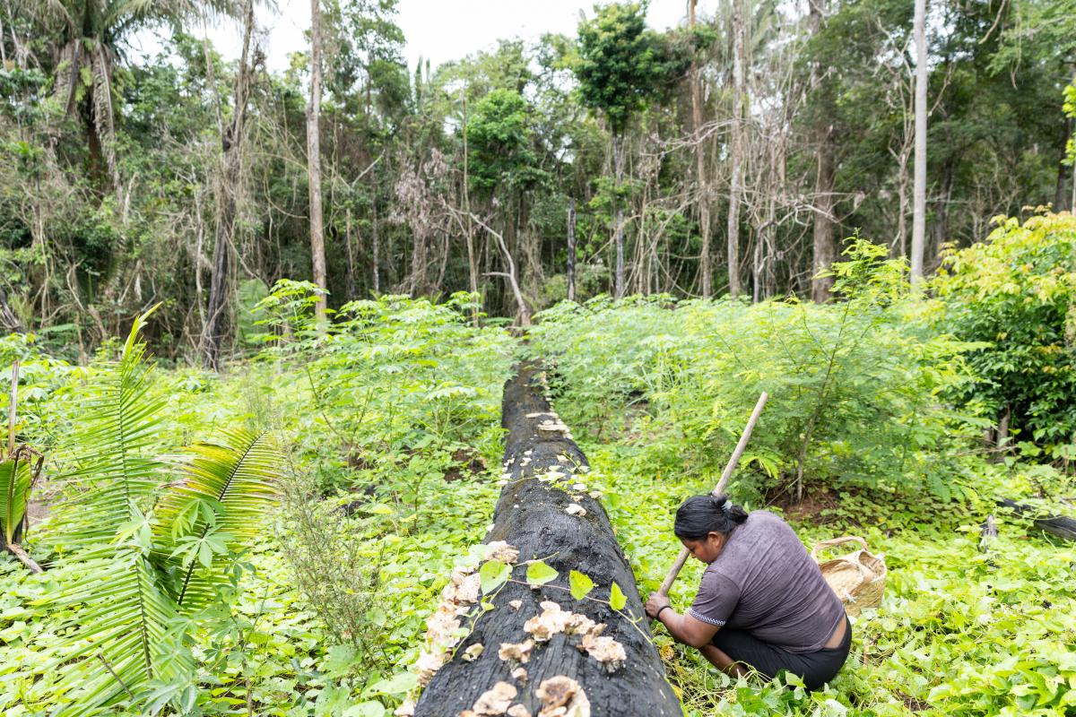 Políticas públicas devem estar adequadas aos territórios tradicionais de forma a fortalecer a sociobioeconomia, que protege o meio ambiente, gerando cuidado com a água, biodiversidade e regulação climática