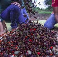 rede de sementes do xingu muvuca